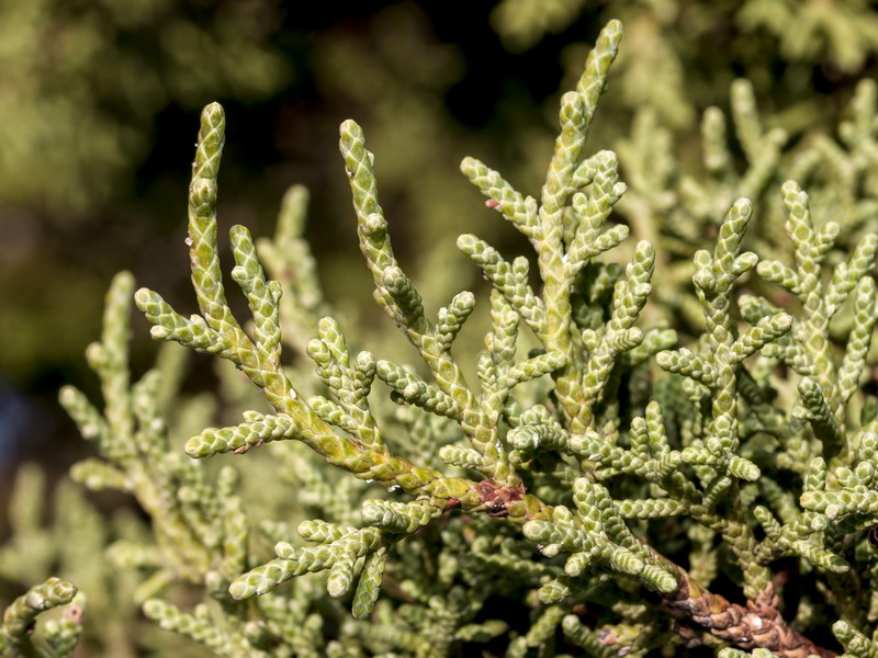 Juniperus phoenicea.04