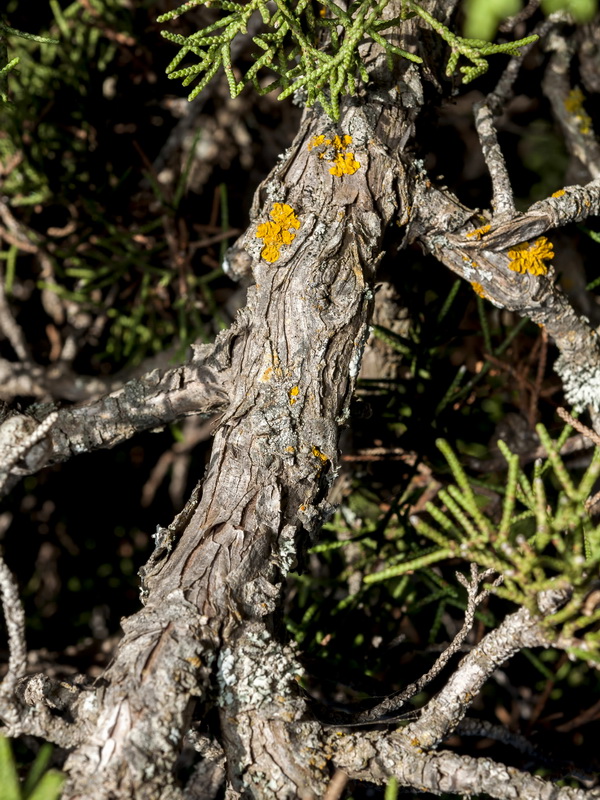 Juniperus phoenicea.05