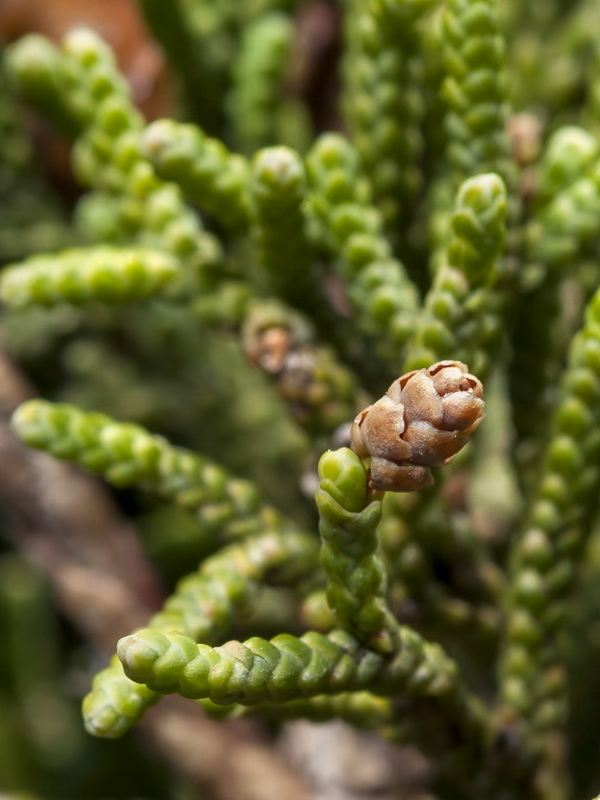 Juniperus phoenicea.06