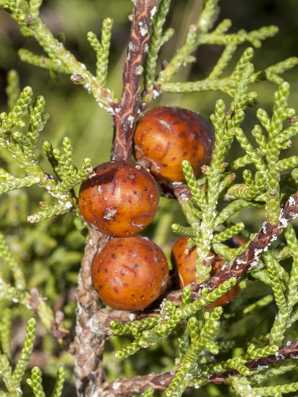 Juniperus phoenicea.09
