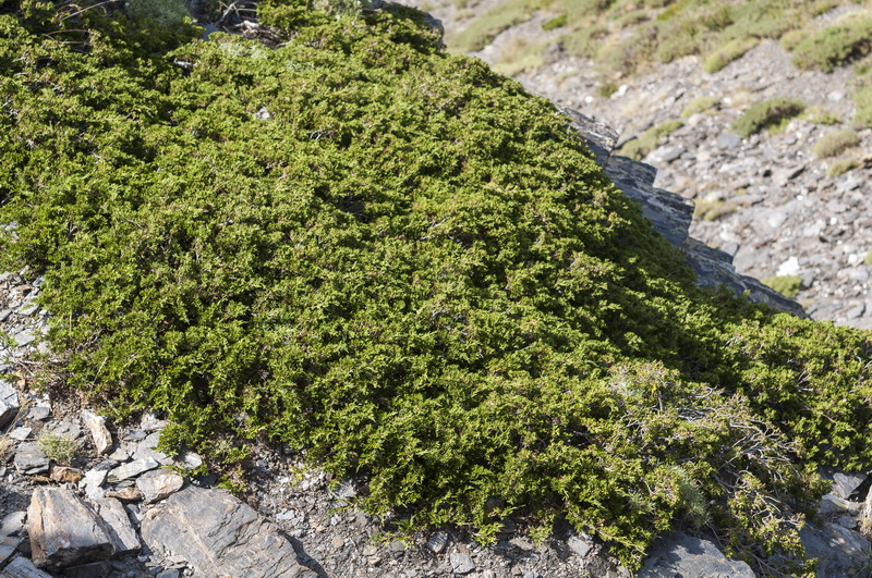 Juniperus sabina.02