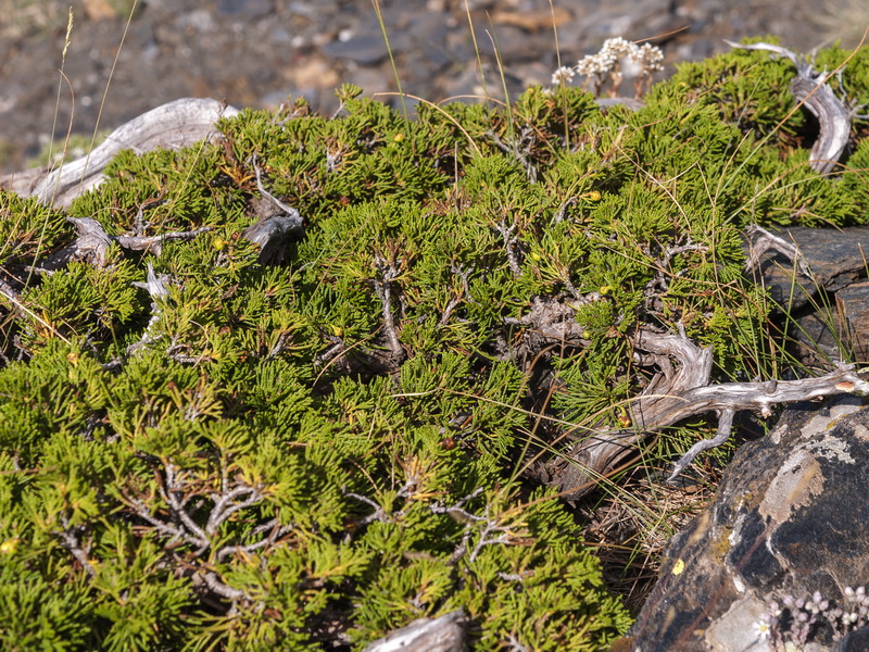 Juniperus sabina.03