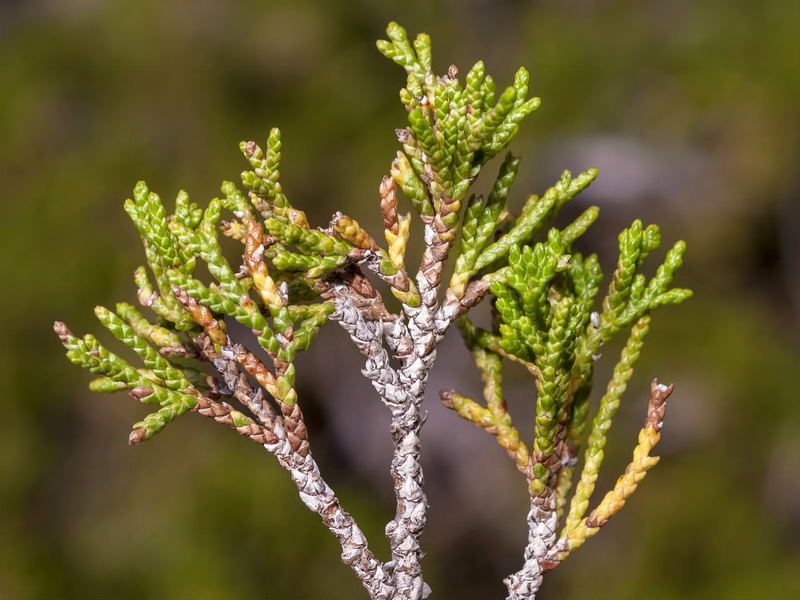 Juniperus sabina.04