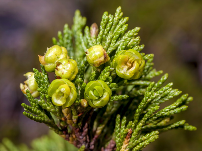 Juniperus sabina.08