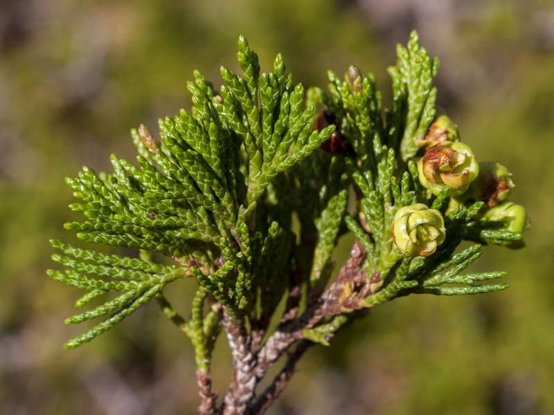 Juniperus sabina.10