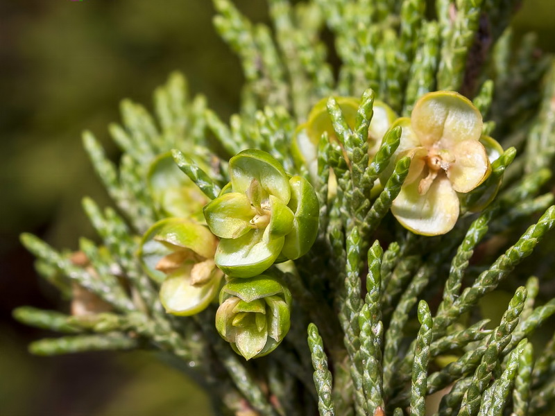 Juniperus sabina.13