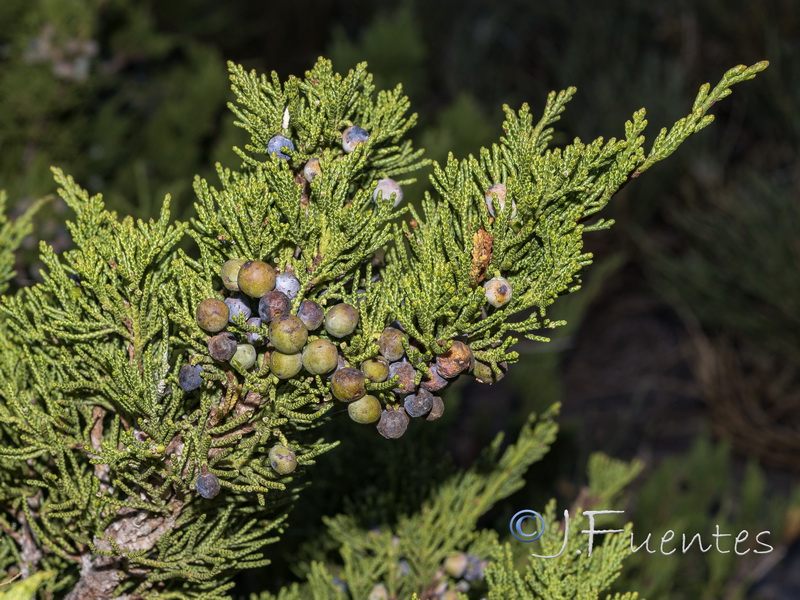 Juniperus sabina.14
