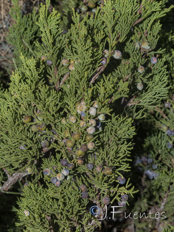 Juniperus sabina.15