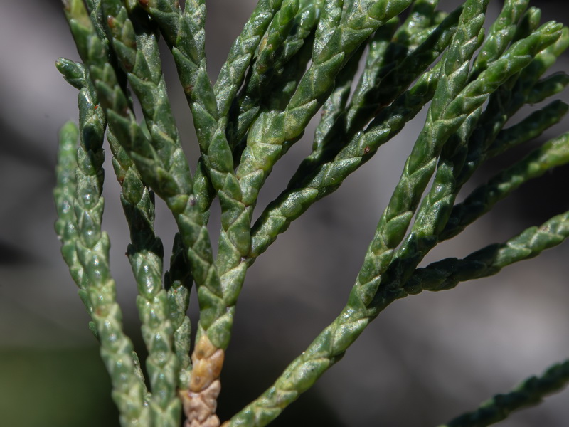 Juniperus sabina.17