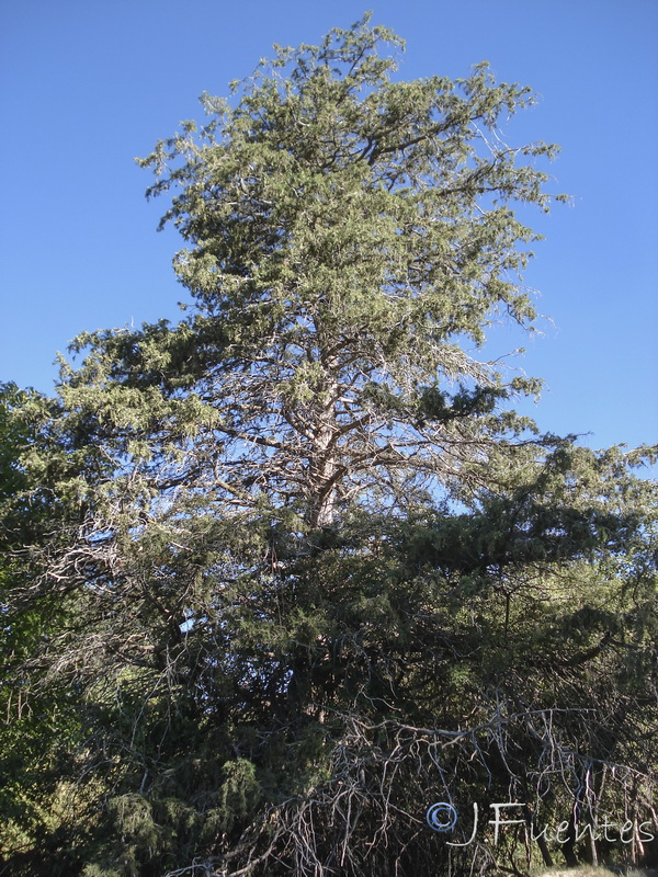 Juniperus thurifera.08