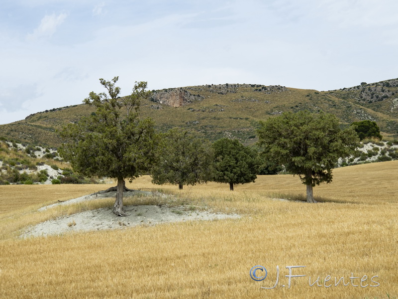 Juniperus thurifera.19
