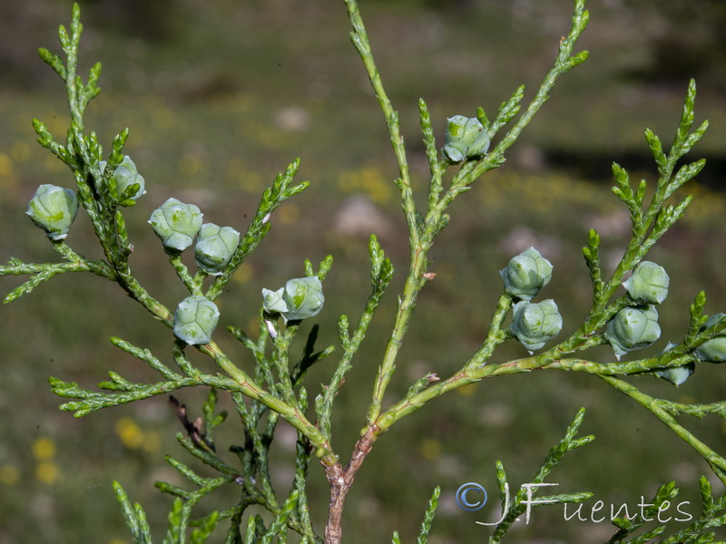 Juniperus thurifera.26