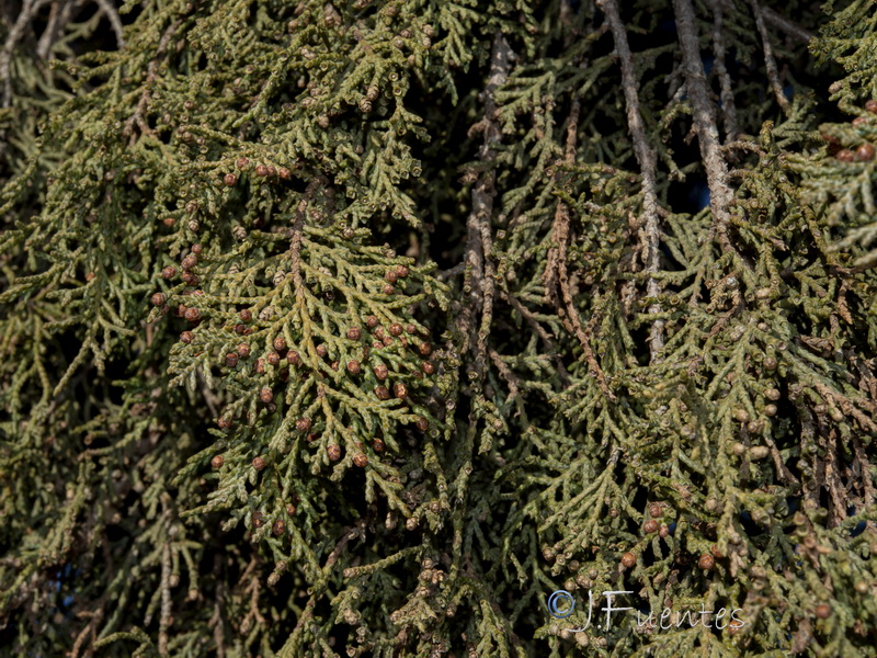 Juniperus thurifera.31