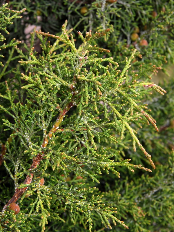 Juniperus turbinata.04