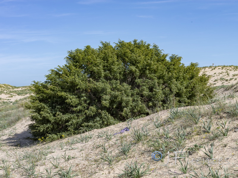 Juniperus turbinata.09