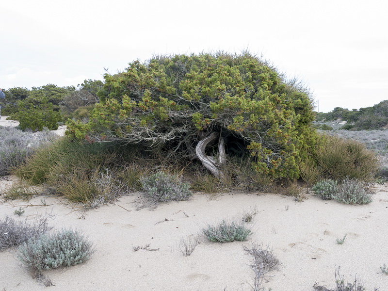 Juniperus turbinata.14