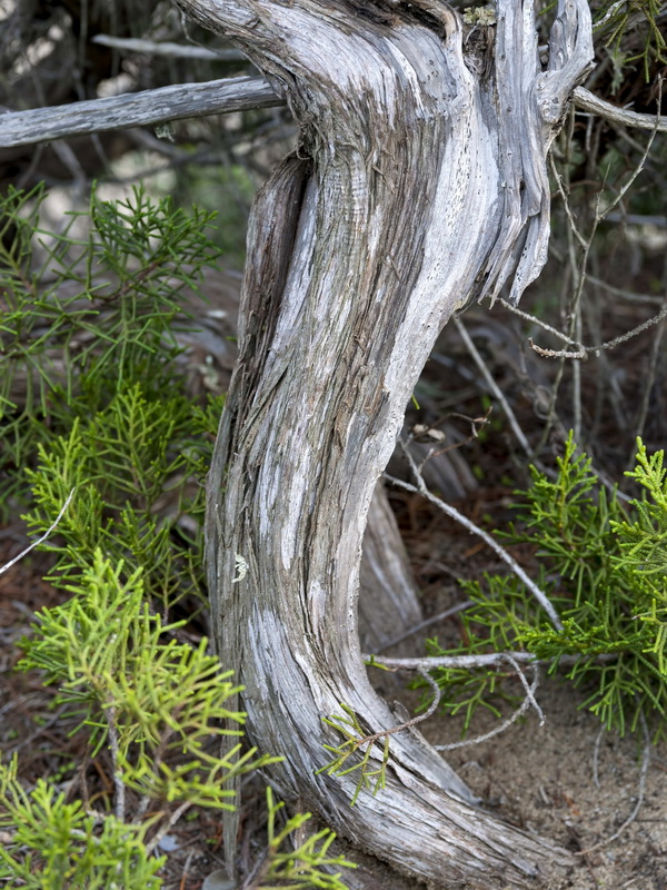 Juniperus turbinata.15