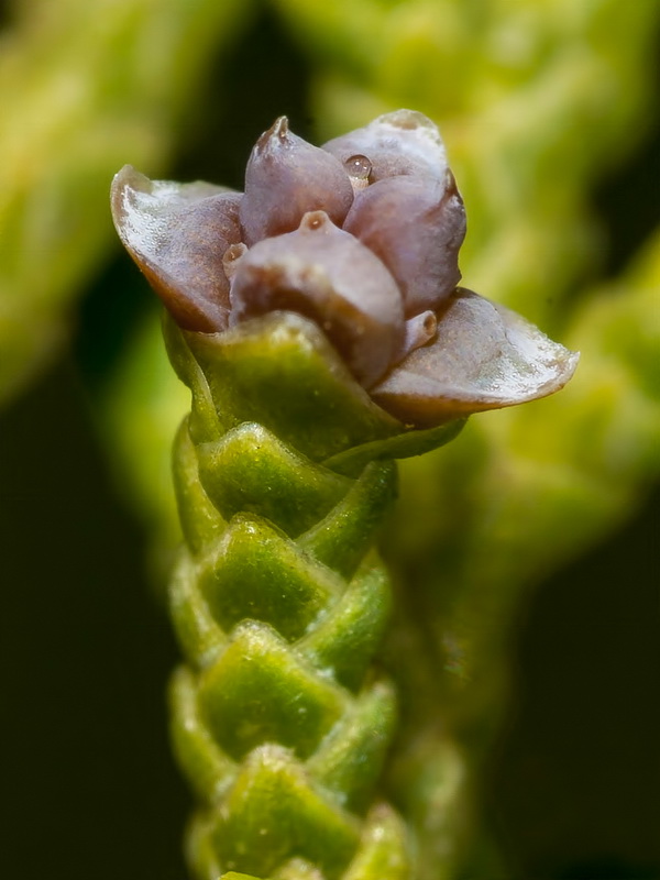 Juniperus turbinata.18
