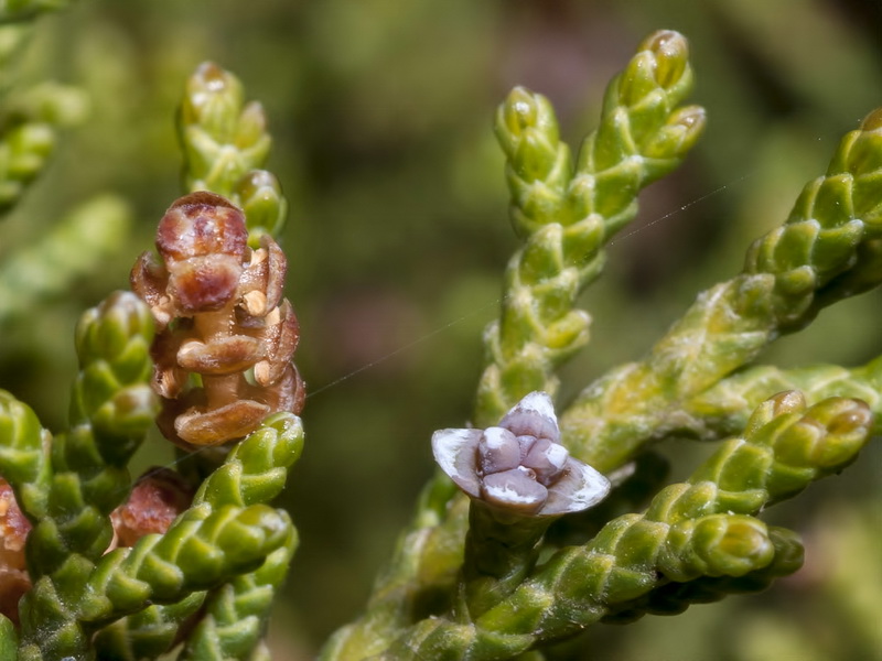 Juniperus turbinata.23