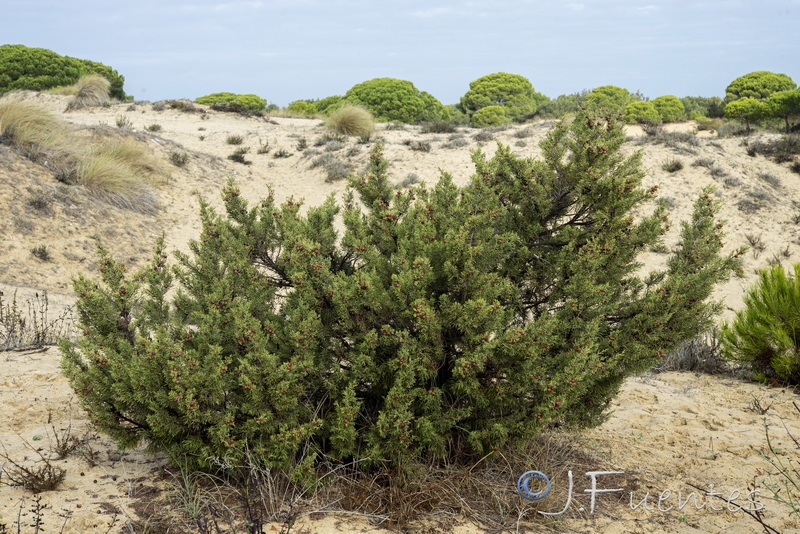 Juniperus turbinata.12