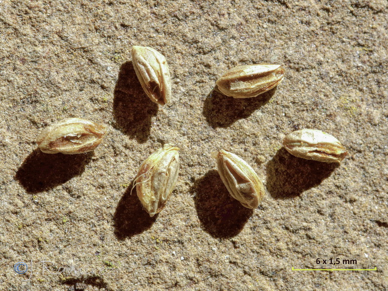 Juniperus turbinata.35