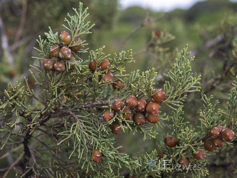 Juniperus turbinata.10