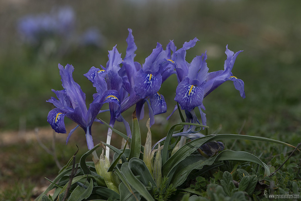Iris planifolia