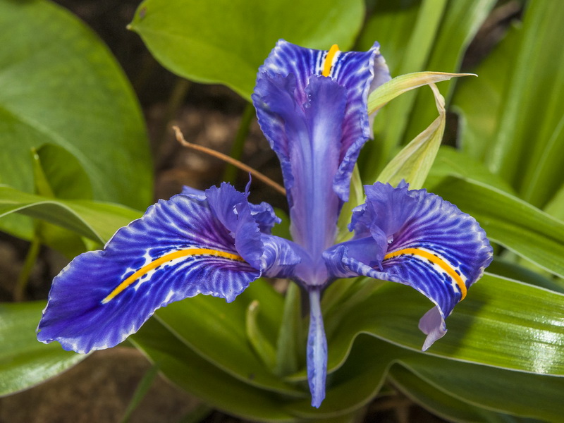 Juno planifolia.10