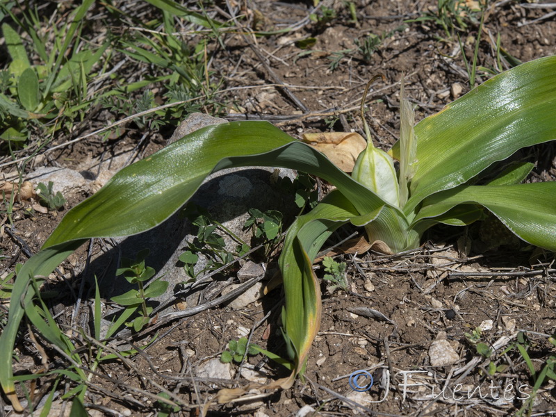 Juno planifolia.31