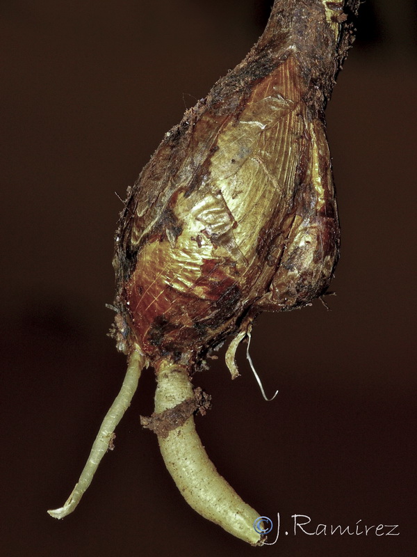 Juno planifolia.32