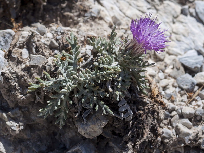 Jurinea humilis.05