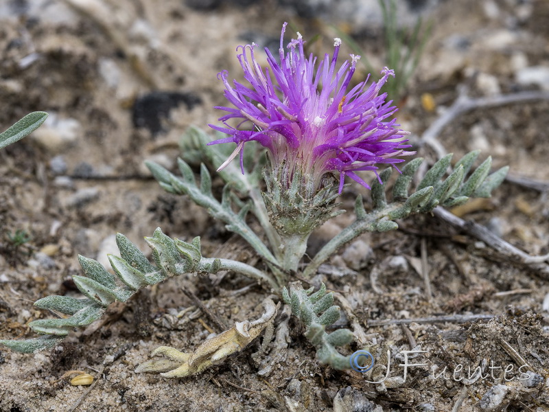 Jurinea humilis.17