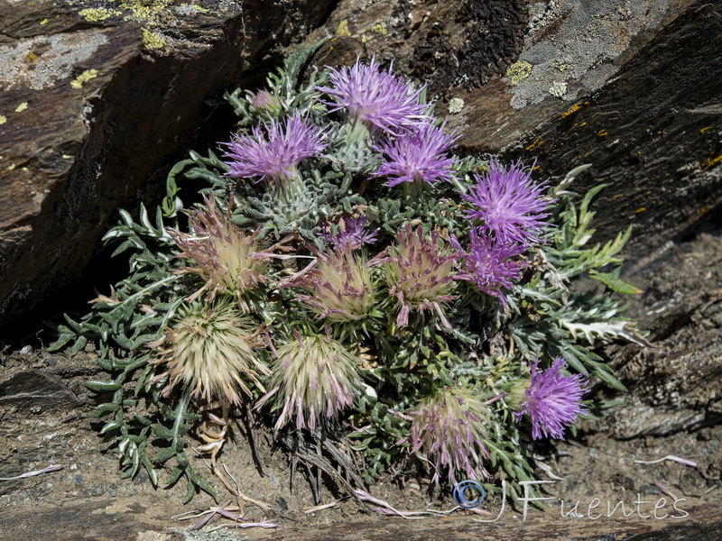 Jurinea humilis.19