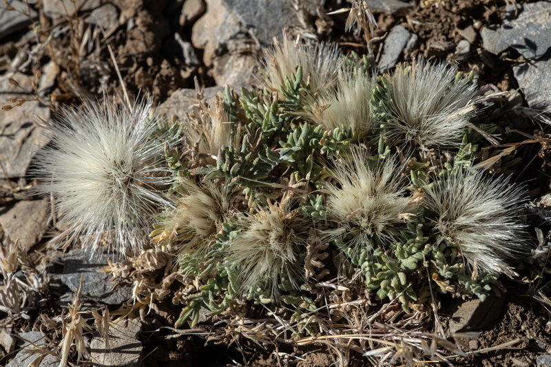 Jurinea humilis.21