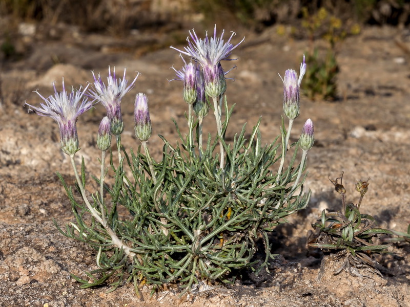 Jurinea pinnata.01