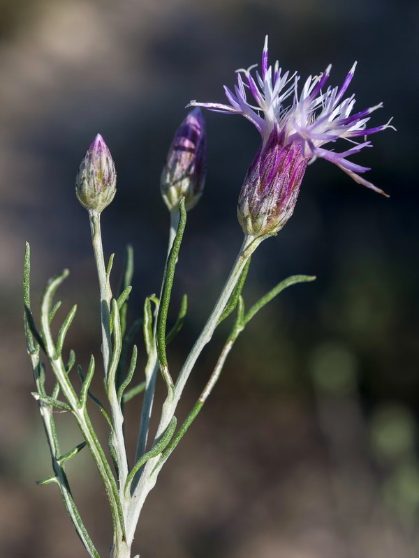 Jurinea pinnata.17