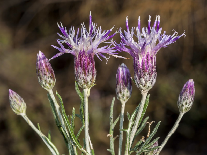 Jurinea pinnata.20