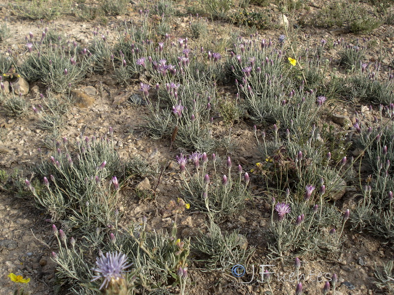 Jurinea pinnata.25