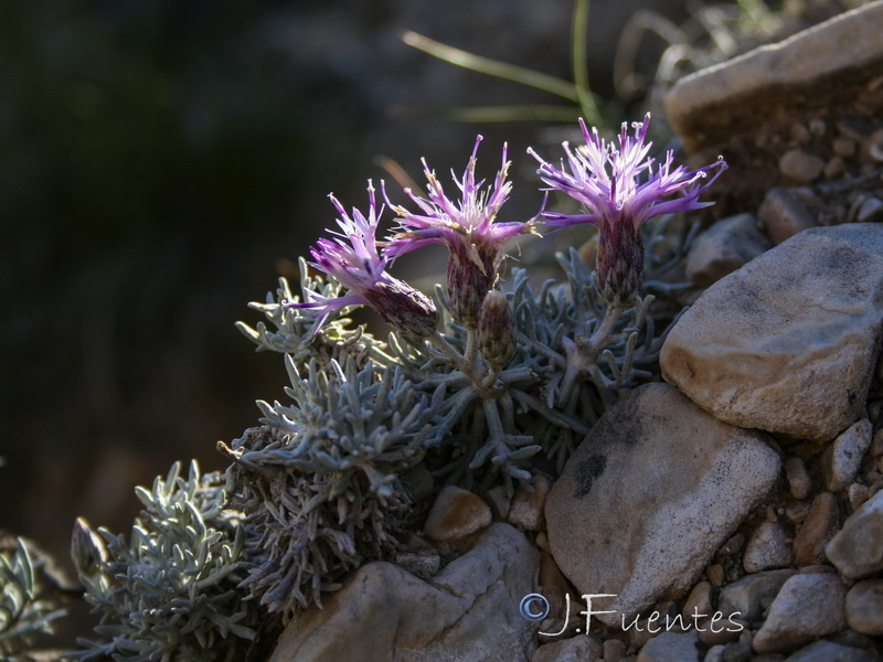 Jurinea pinnata.29