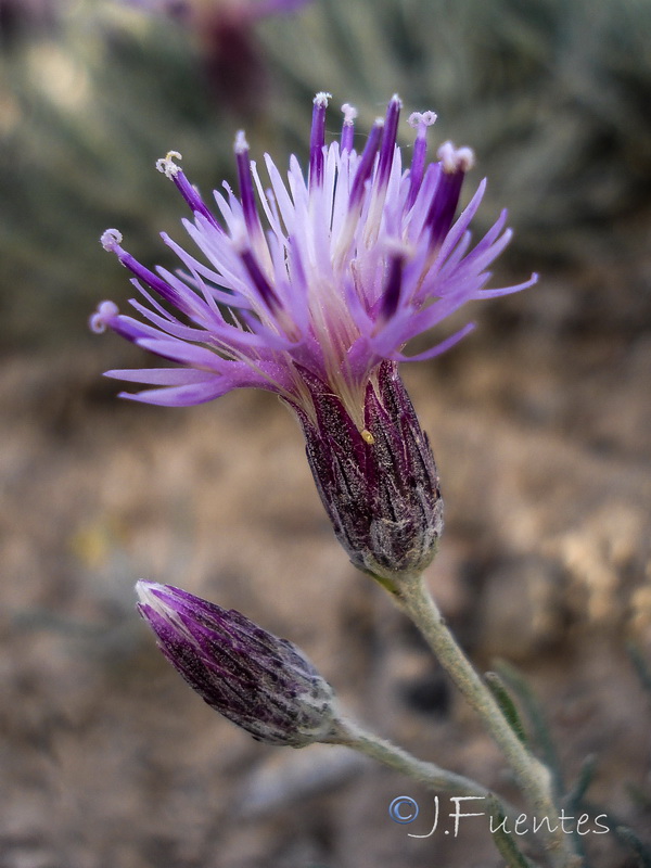 Jurinea pinnata.33