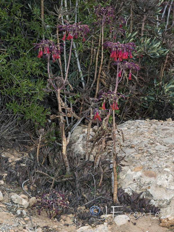 Kalanchoe x houghtonii.01