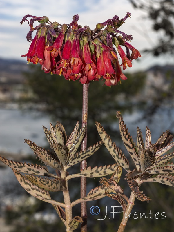 Kalanchoe x houghtonii.02