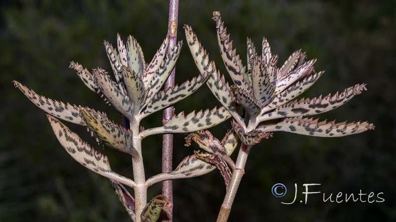 Kalanchoe x houghtonii.03