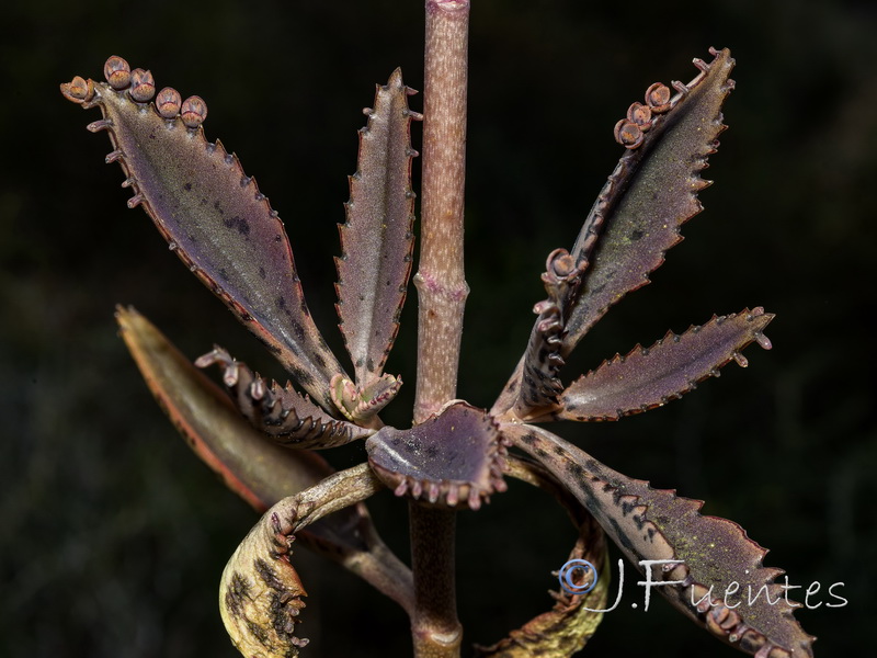 Kalanchoe x houghtonii.04