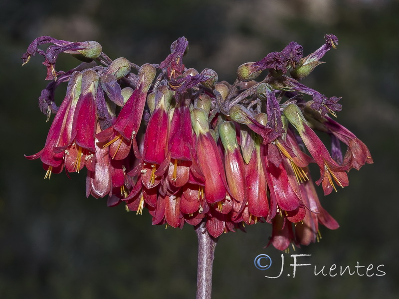Kalanchoe x houghtonii.06