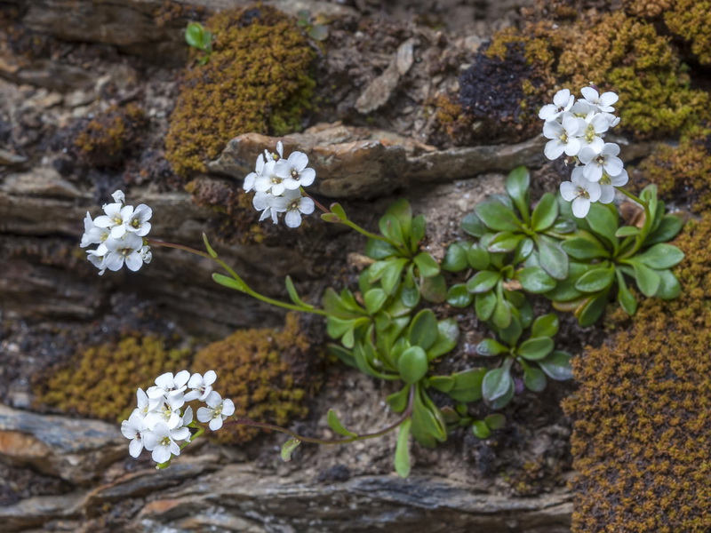 Kernera boissieri.01