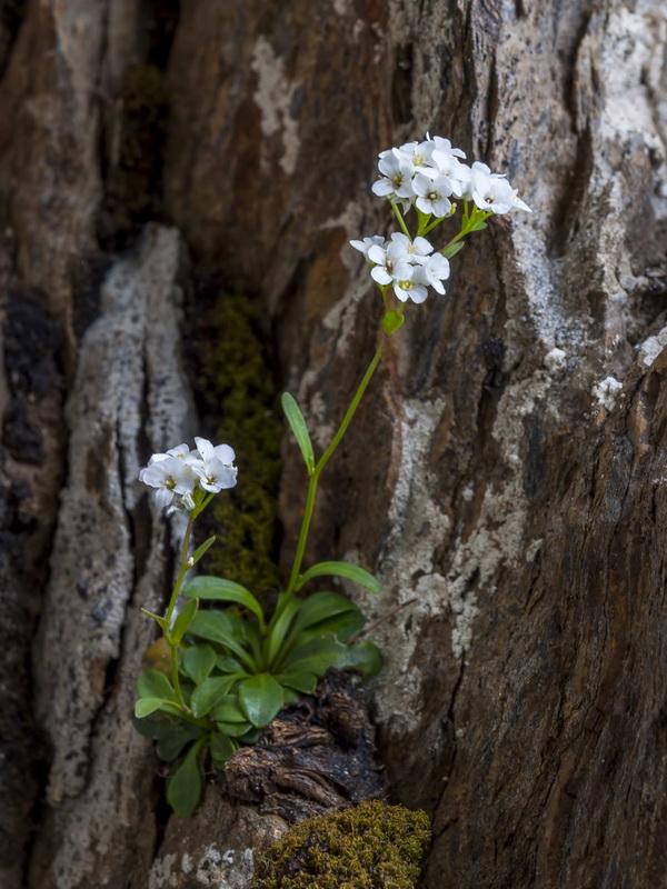 Kernera boissieri.03