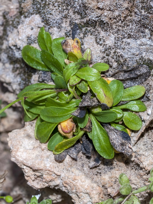 Kernera boissieri.07
