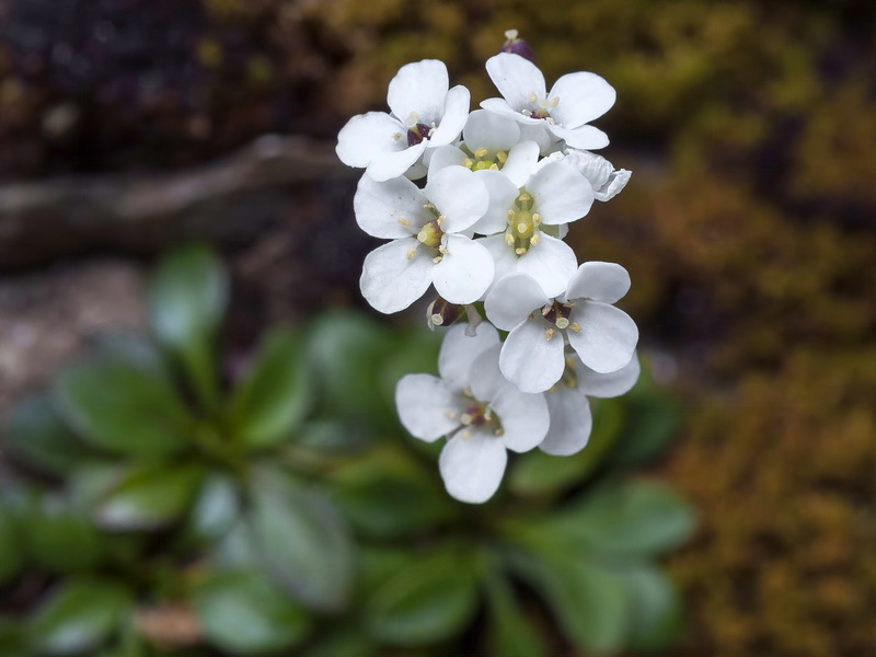 Kernera boissieri.09