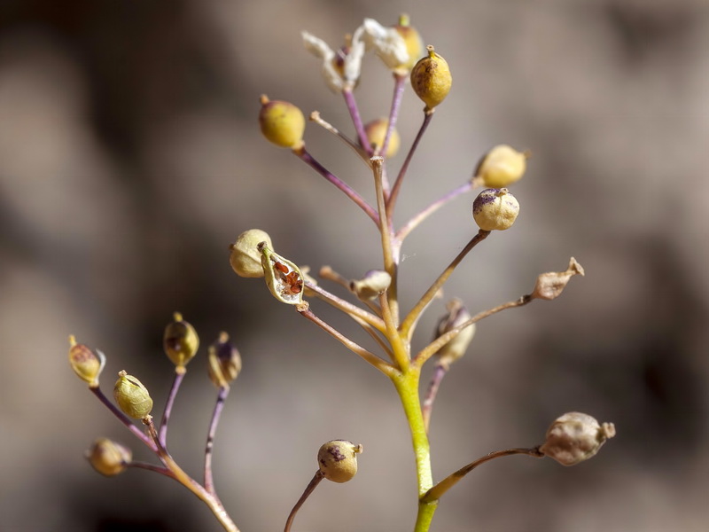 Kernera boissieri.12